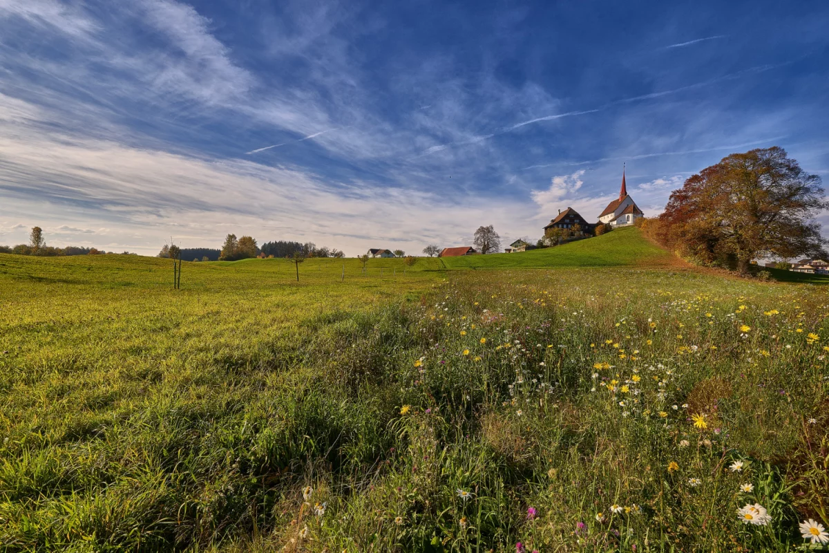 Jak przygotować roślinę do transportu ze sklepu do domu